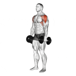 Élévations latérales pour les deltoïdes par Planète forme salle de musculation Limoges