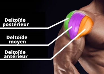 Les muscles deltoides par Planète forme salle de musculation Limoges