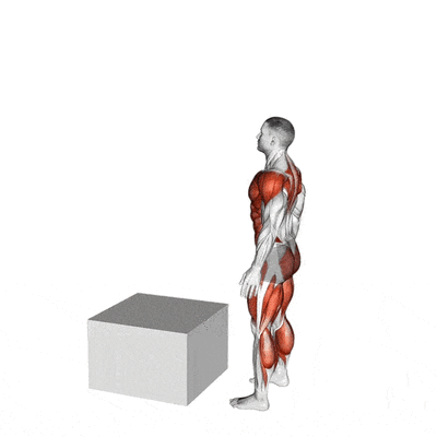 Cardio-training Box Jump, les muscles sollicités par Planète forme club de fitness Limoges