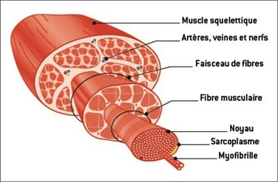 Schéma d'un muscle Schéma d'un muscle